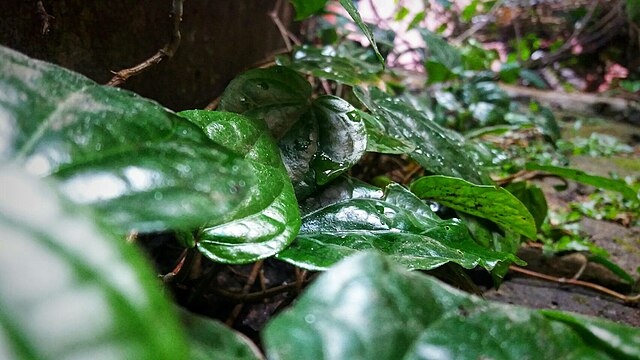 Manfaat Daun Sirih untuk Mata: Fakta dan Cara Penggunaannya